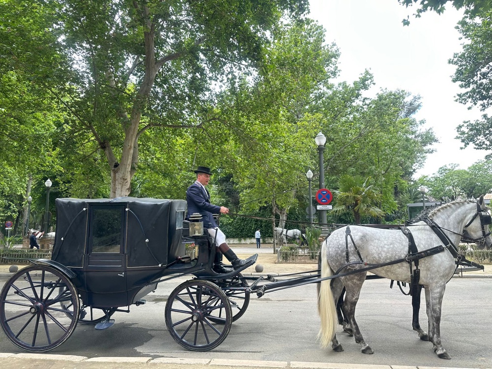 Coche de caballos por una avenida arbolada camino de la boda — Legado Romano