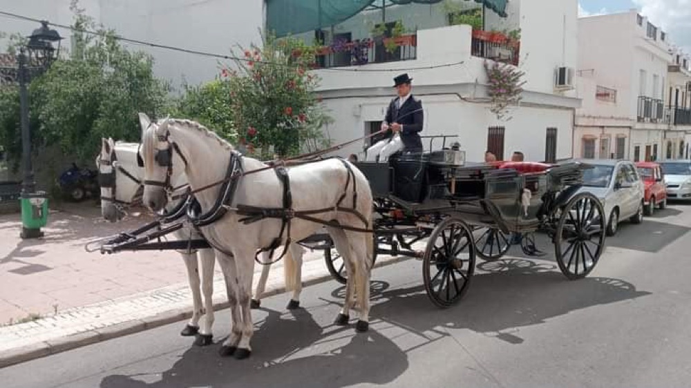 Llegada en coche de caballos con tiro de caballos blancos — boda real de Legado Romano